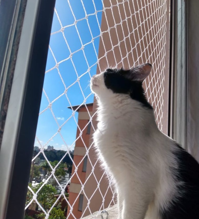 Redes de Proteção no Parque Cruzeiro do Sul para Gatos