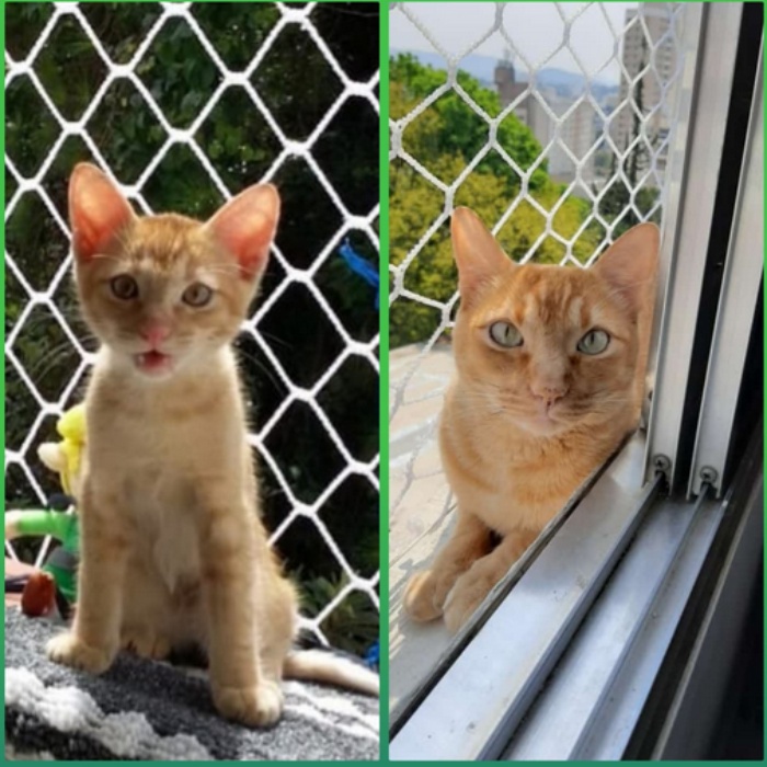 Telas de Proteção no Praça da Árvore SP para Crianças e Gatos